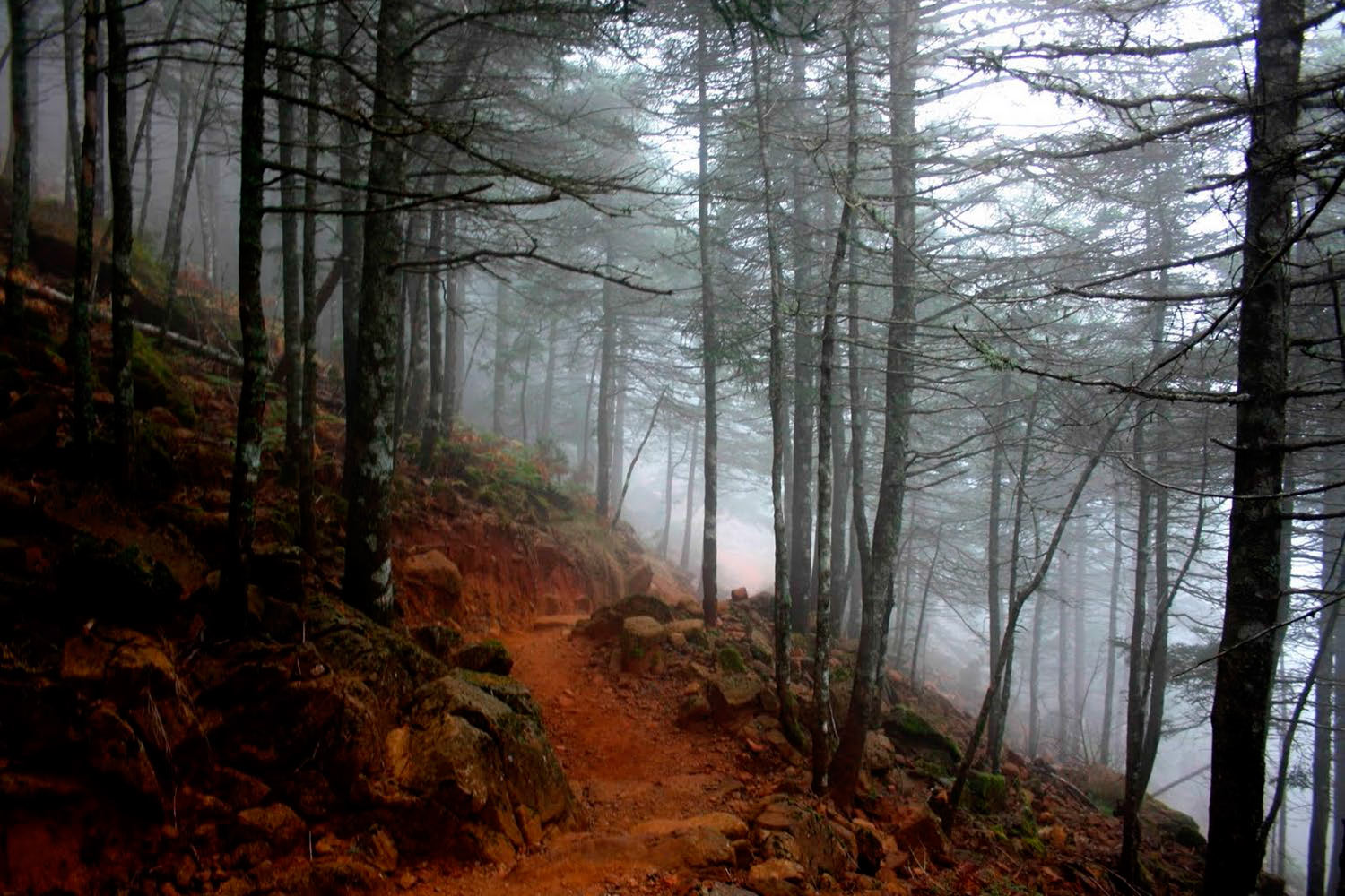 Pinsapar (Hábitat 9520). Sierra Bermeja (Fotografía: Noelia Hidalgo Triana)