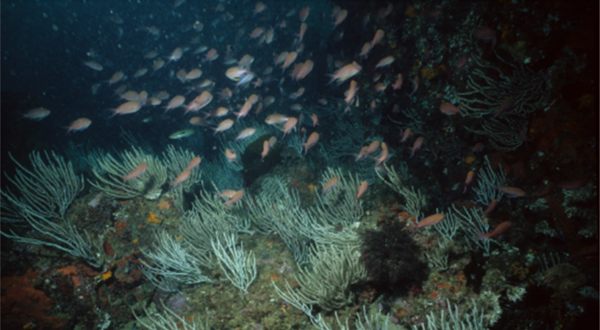 The gorgonian colonies of Eunicella singularis (Esper, 1791) with resident
macroalgal associated communities on rocky substrata (20–25 m depth) (Fecha: 2016). (Fuente: García Gómez et al, 2021)