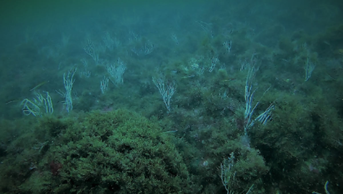 PUNTA CARNERO. The macroalgal community was replaced by the monopolized presence of R.okamurae. Adjunct substrata were practically colonized by the invasive
macroalga (20–25 m depth) and the spatial pressure on gorgonians present
was apparent  (Fecha: SEPT-2019). (Fuente: García Gómez et al, 2021)