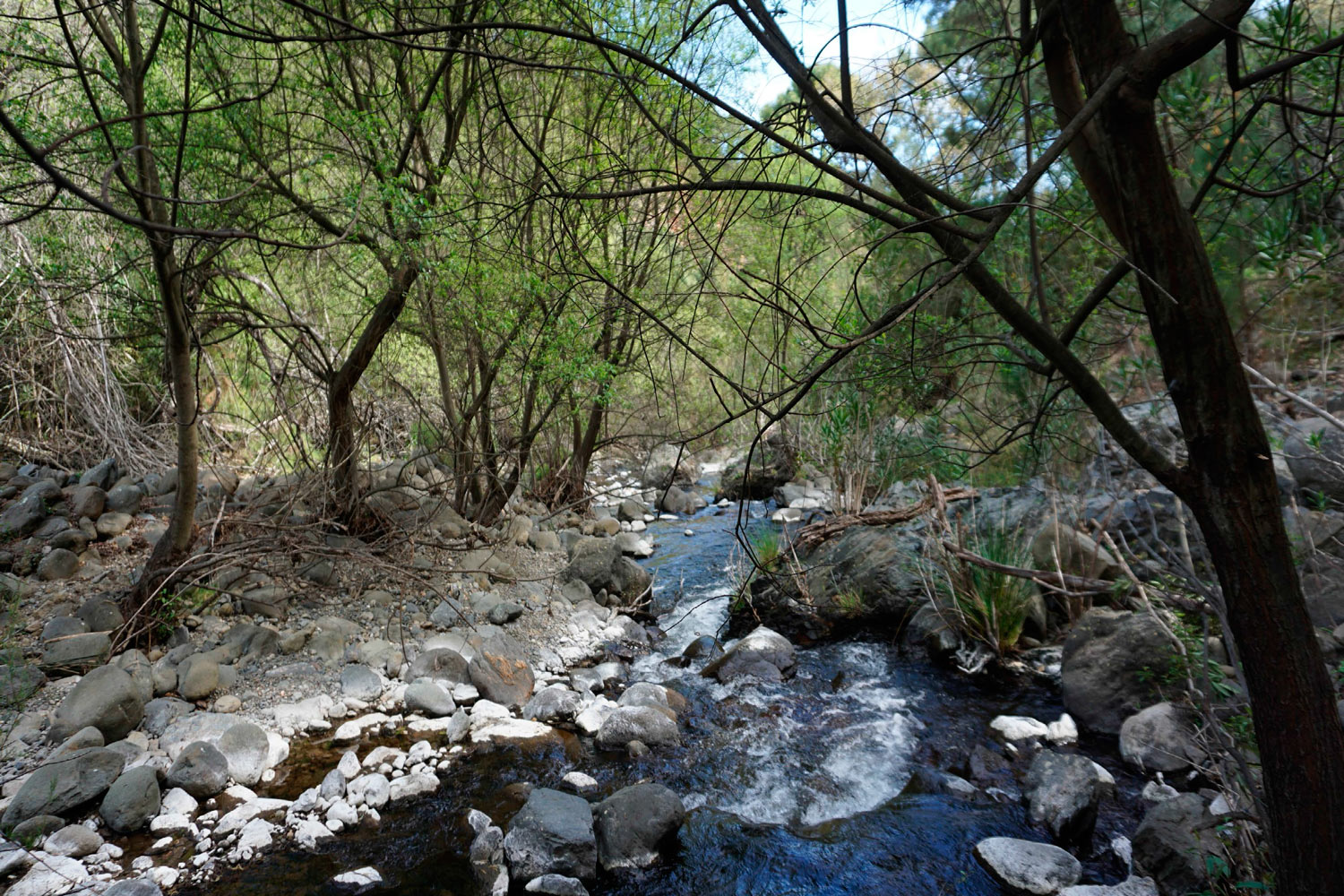 Sauceda (HIC 92A0). Sierra Bermeja (Fotografía: Noelia Hidalgo Triana)