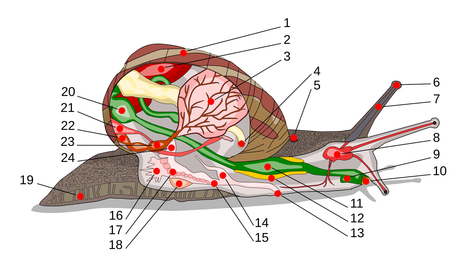 Anatomía de un caracol de jardín