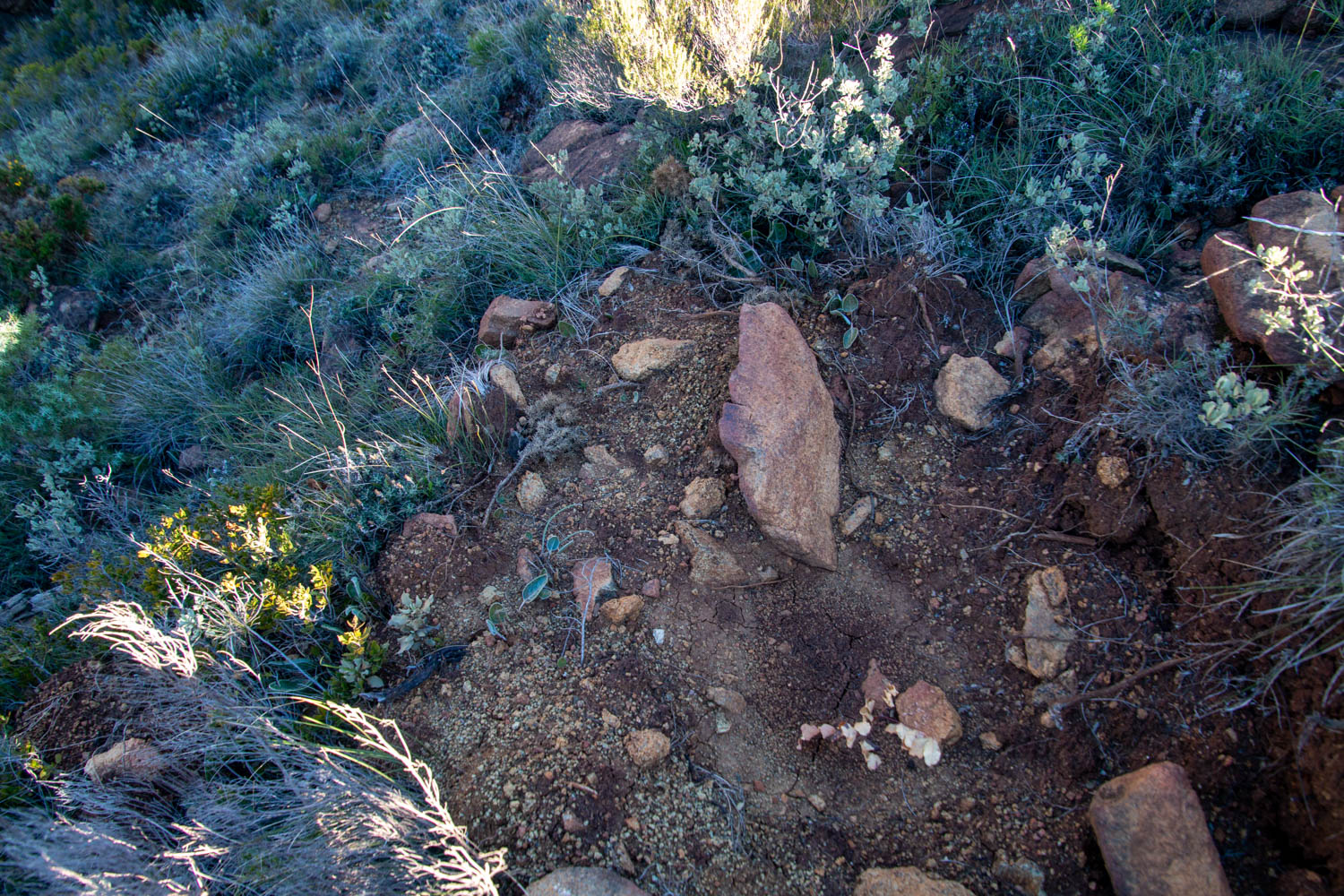 Cubeta con un pie de algarrobo muerto y taxones de Centaurea lainzii