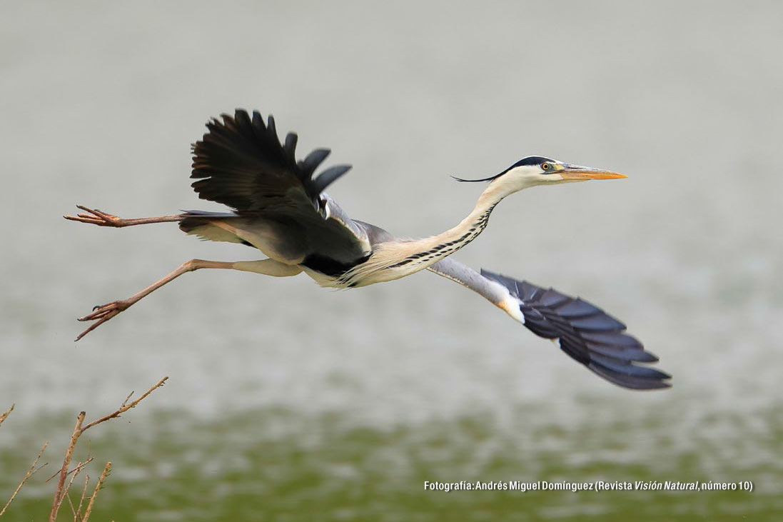 Garza Real (Fotografía: Andrés Miguel Domínguez. Revista Visión Natural, núm. 10)