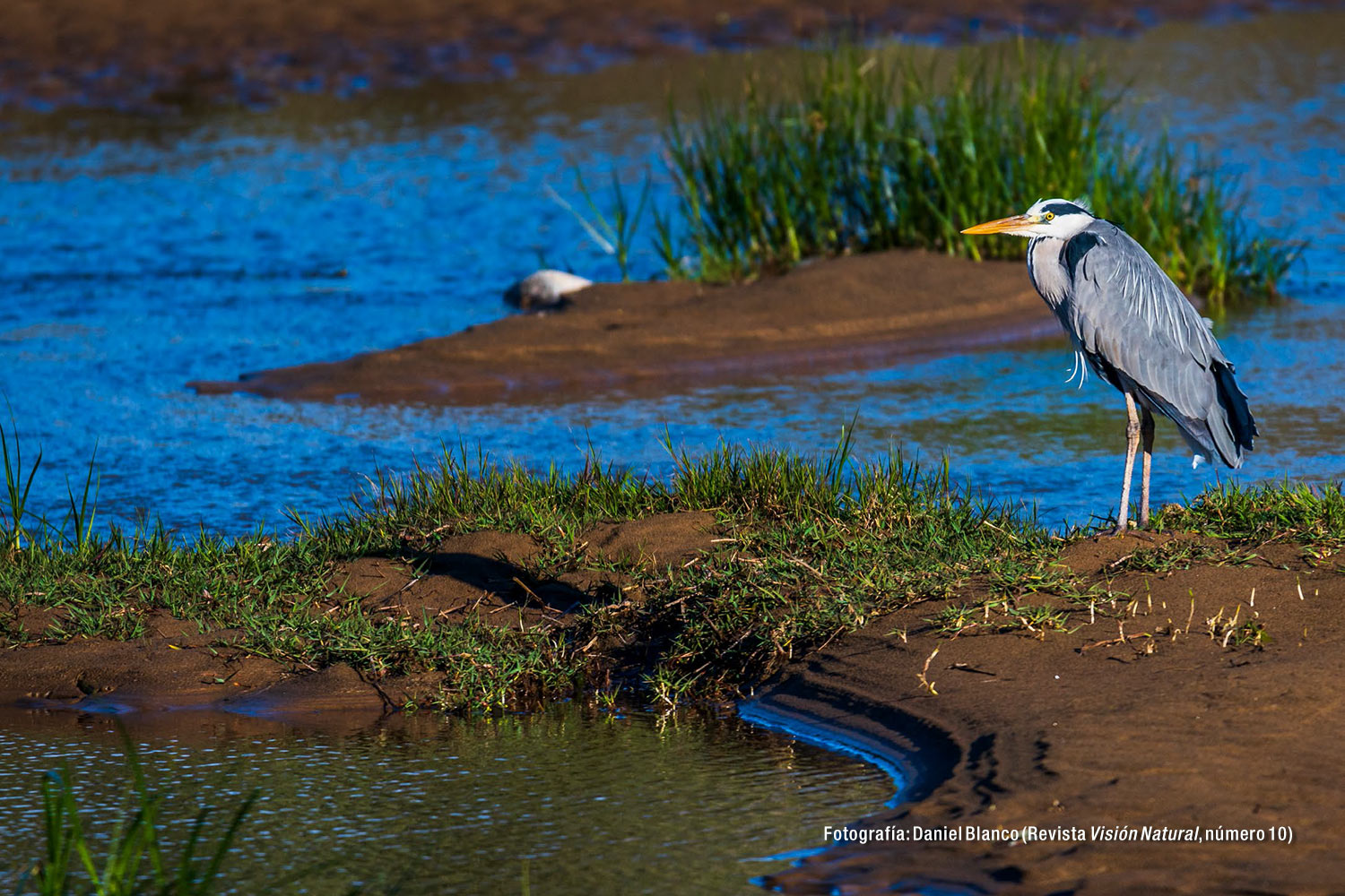 La garza real. La hiératica pescadora