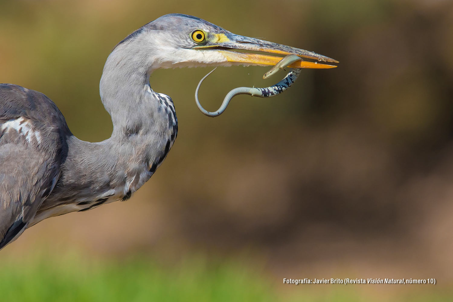 Garza Real (Fotografía: Javier Brito. Revista Visión Natural, núm. 10)