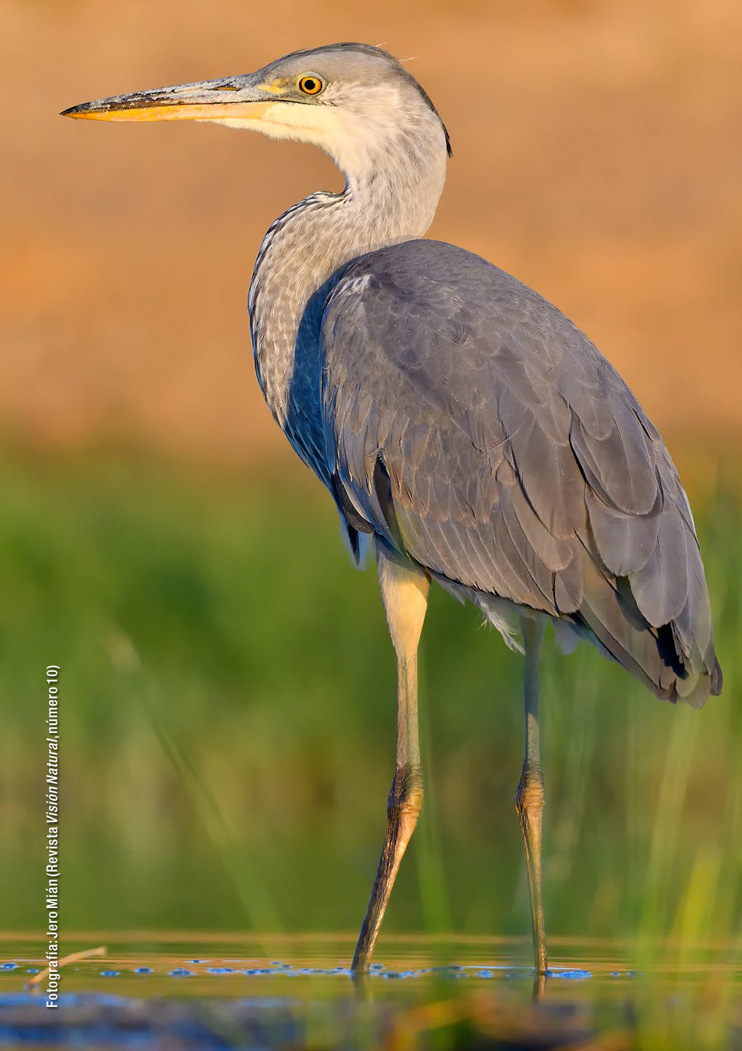 Garza Real (Fotografía: Jero Milán. Revista Visión Natural, núm. 10)