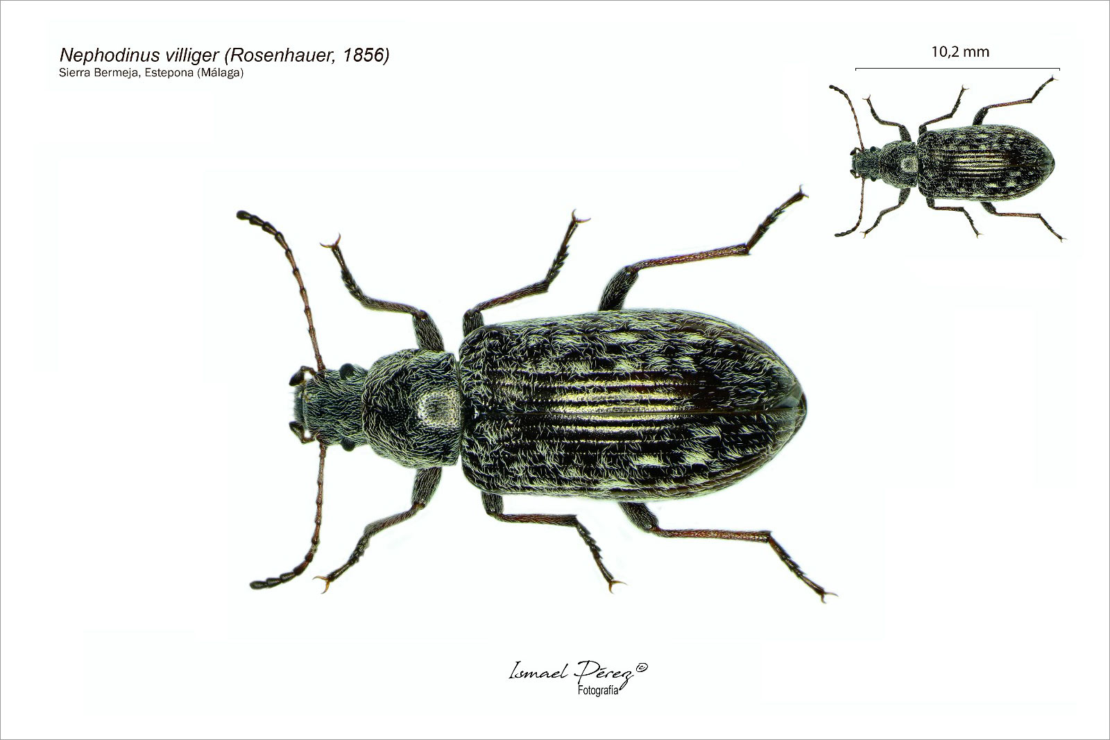 Nephodinus villiger (Rosenhauer, 1856) (Fotografía: Ismael Pérez, Grunsber)