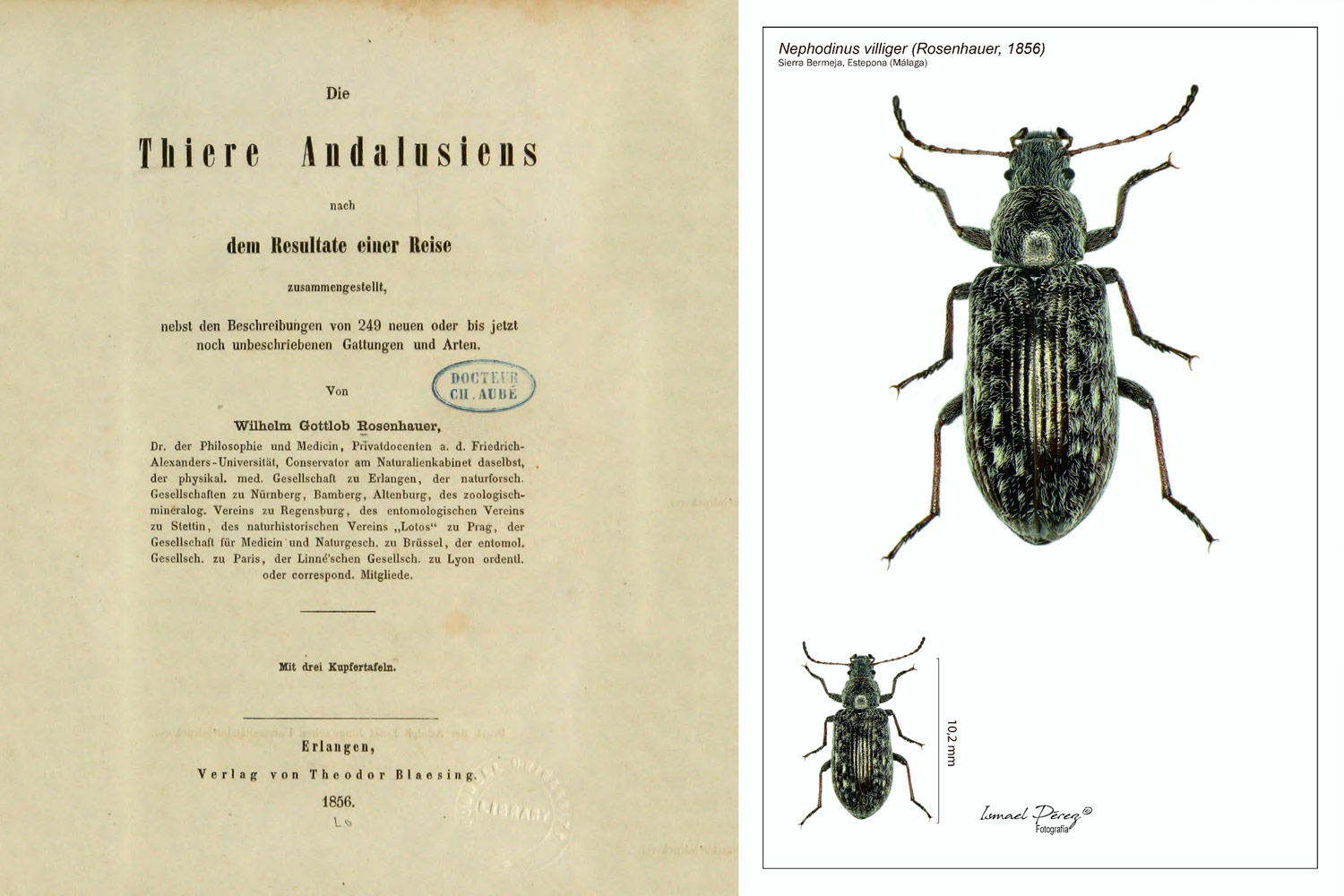 Una cita en Estepona del escarabajo Nephodinus villiger (Rosenhauer, 1856)