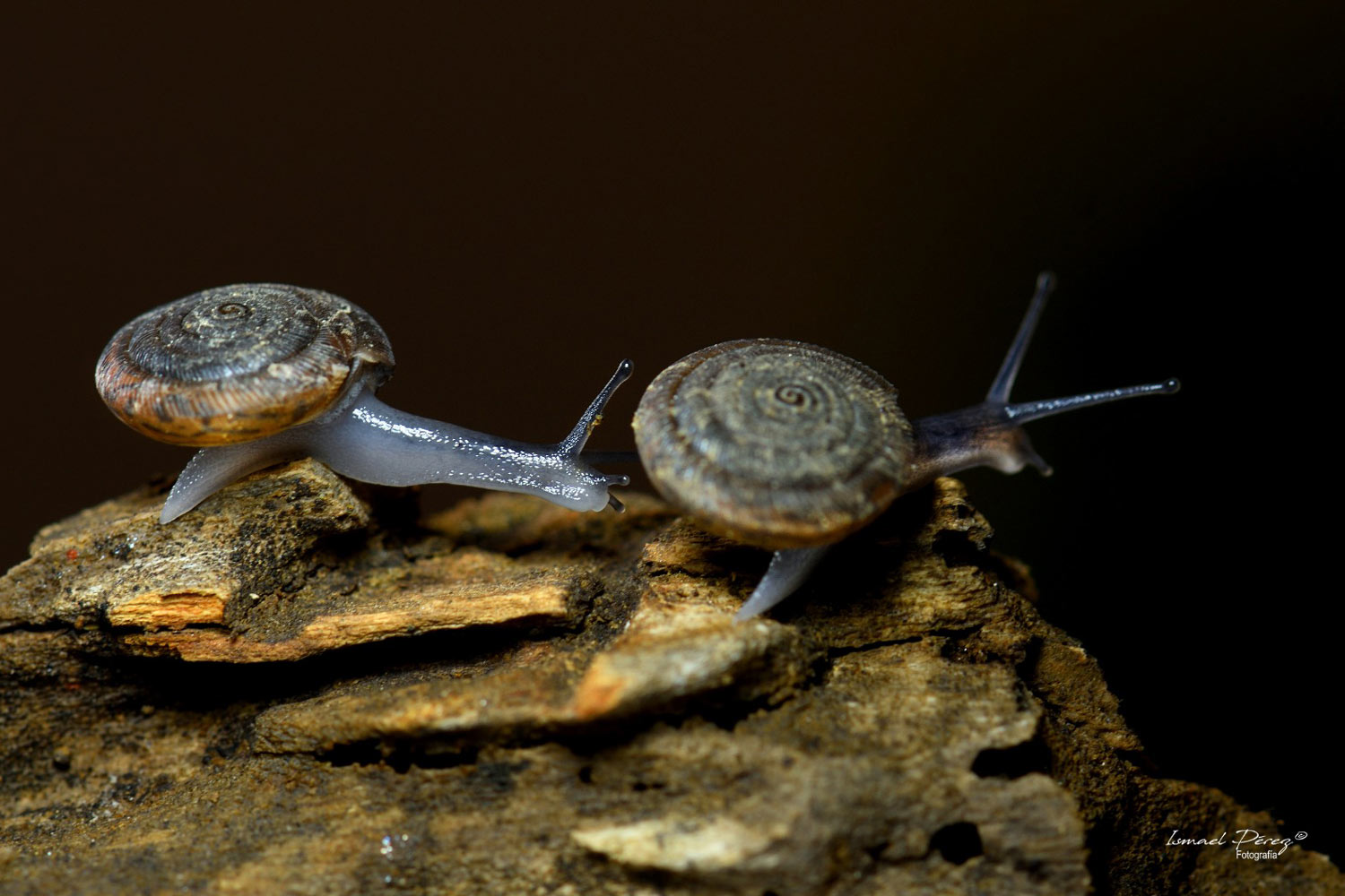 Oestophora tarineri (Morelet, 1854). (Fotografía: Ismael Pérez, Grunsber)