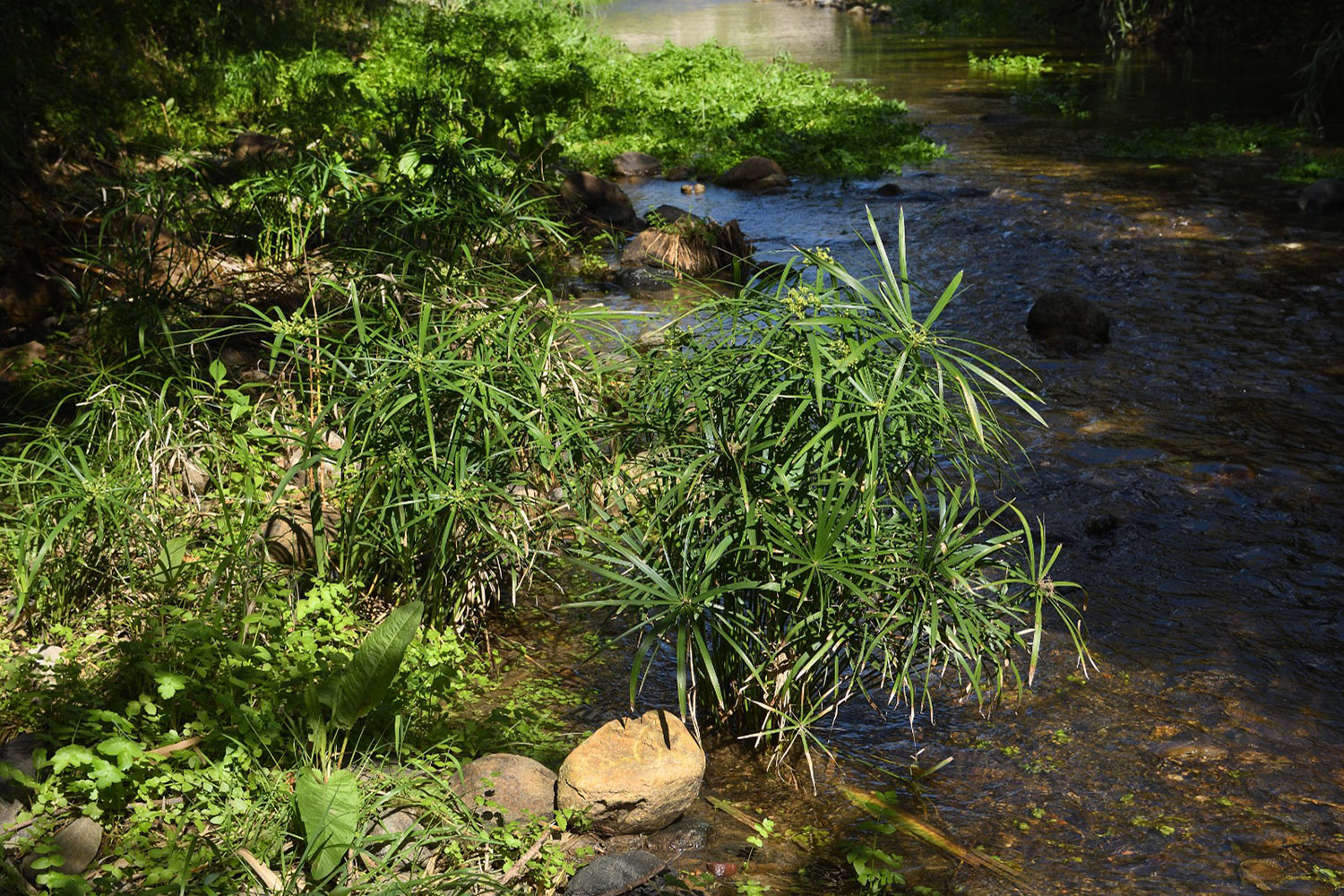 Hábitat de Oestophora tarnieri (Morelet, 1854). Río Guadalobón, piedemonte de  Sierra Bermeja (Fotografía: Ismael Pérez)