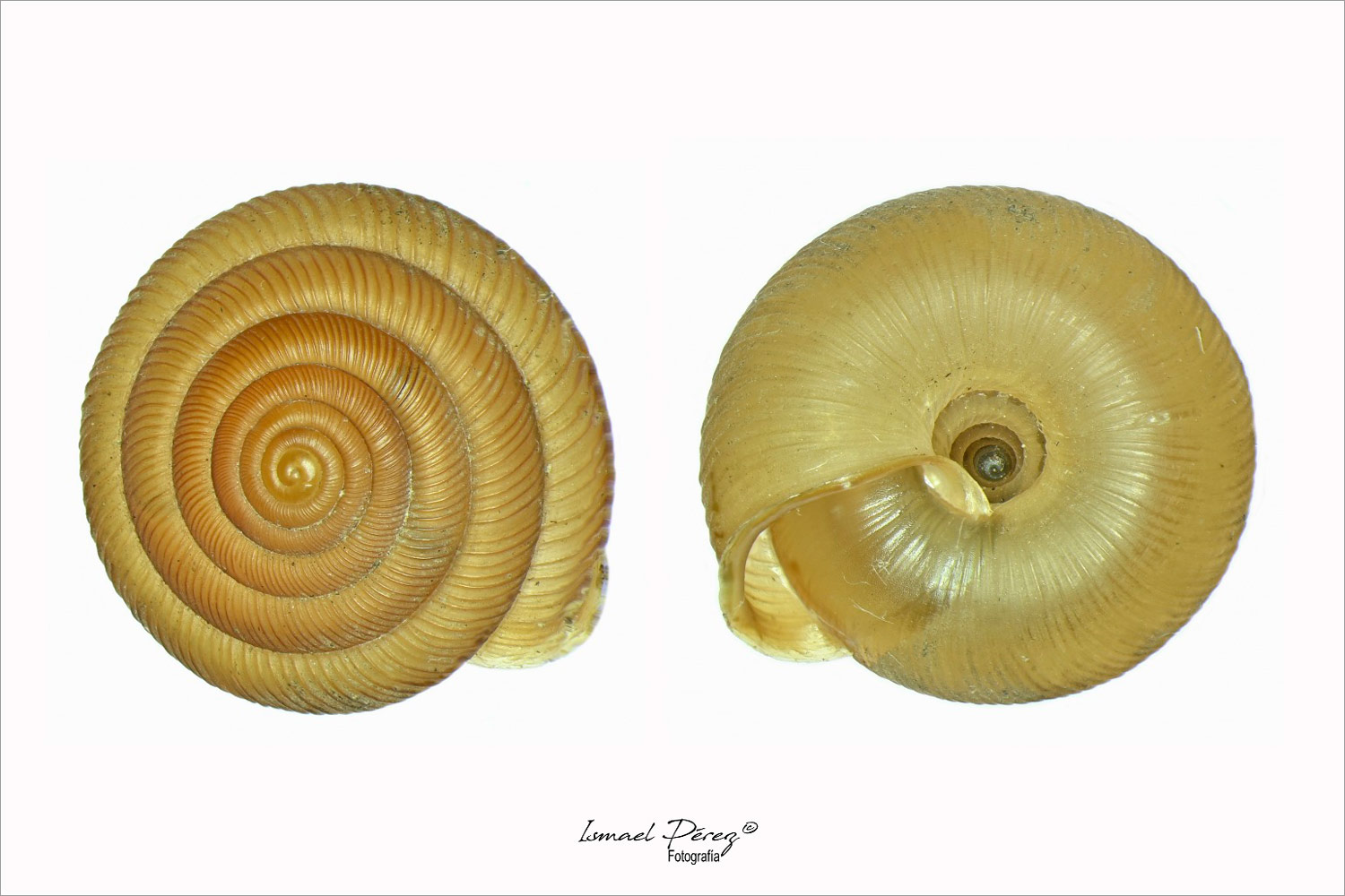 Oestophora tarnieri (Morelet, 1854): un caracol “Casi amenazado” localizado en Sierra Bermeja