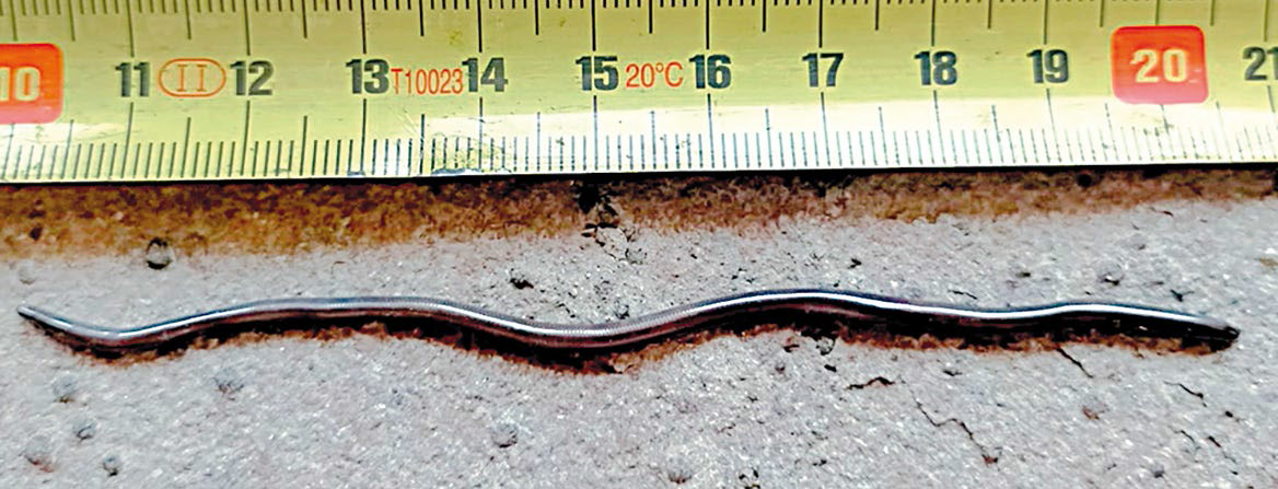 Indotyphlops braminus (Daudin, 1803) (Fotografía: Juan A. M. Barnestein)