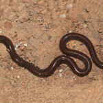 Indotyphlops braminus (Daudin, 1803)