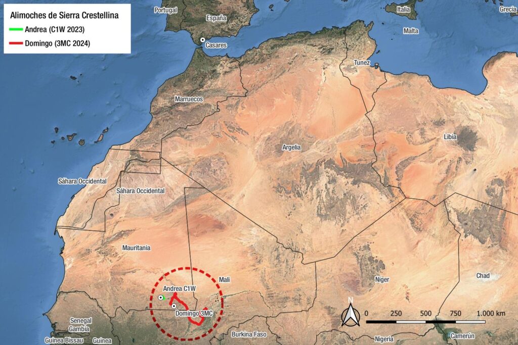 Los alimoches Domingo y Andrea, procedentes de Casares, sobrevuelan los cielos de Mauritania en la actualidad
