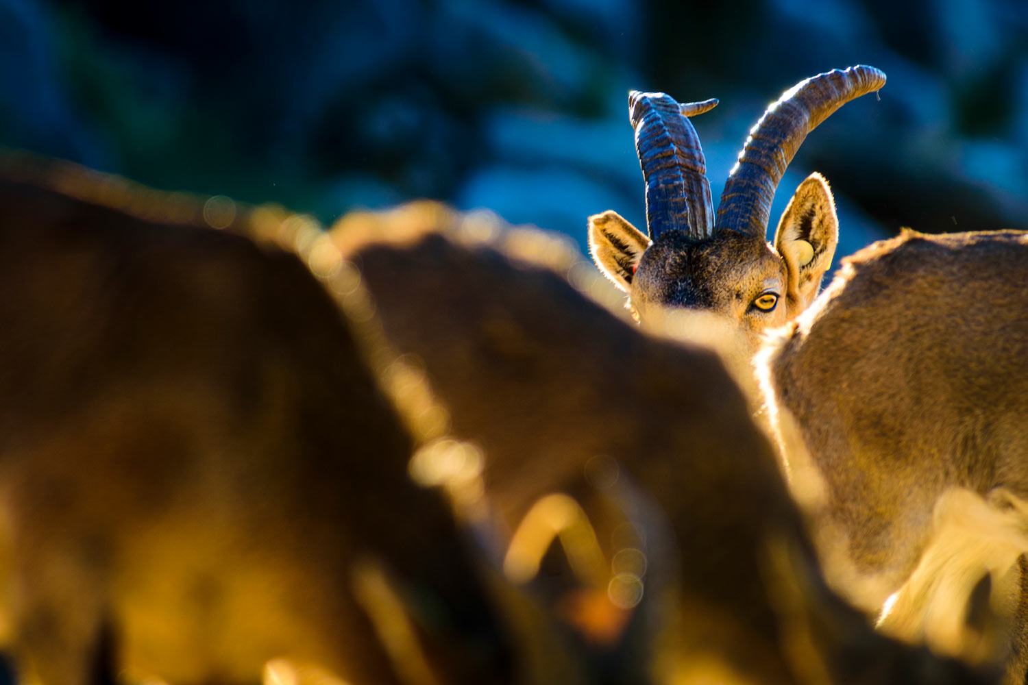 Cabra montés (Foto: Daniel Blanco Clement). Visión Natural 8 (Enero 2022)