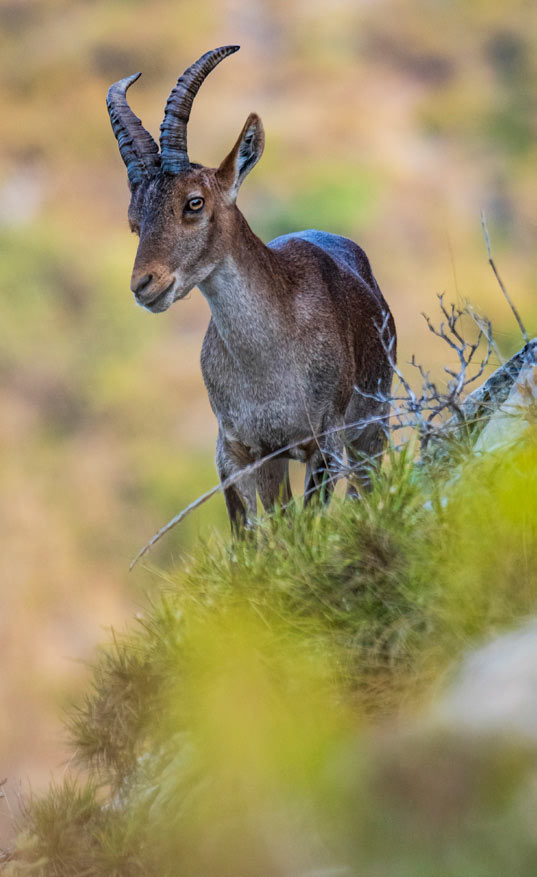 Cabra montés (Foto: Daniel Blanco Clement). Visión Natural 8 (Enero 2022)