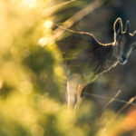 Cabra montés (Foto: Daniel Blanco Clement). Visión Natural 8 (Enero 2022)