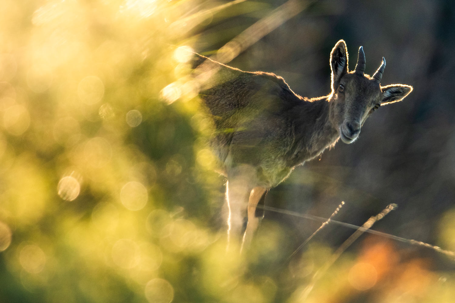 La cabra montés: un icono de Sierra Bermeja