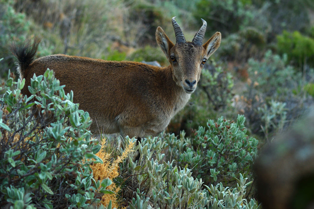 Cabra montés (Foto: Ismael Pérez Muñoz). Visión Natural 8 (Enero 2022)