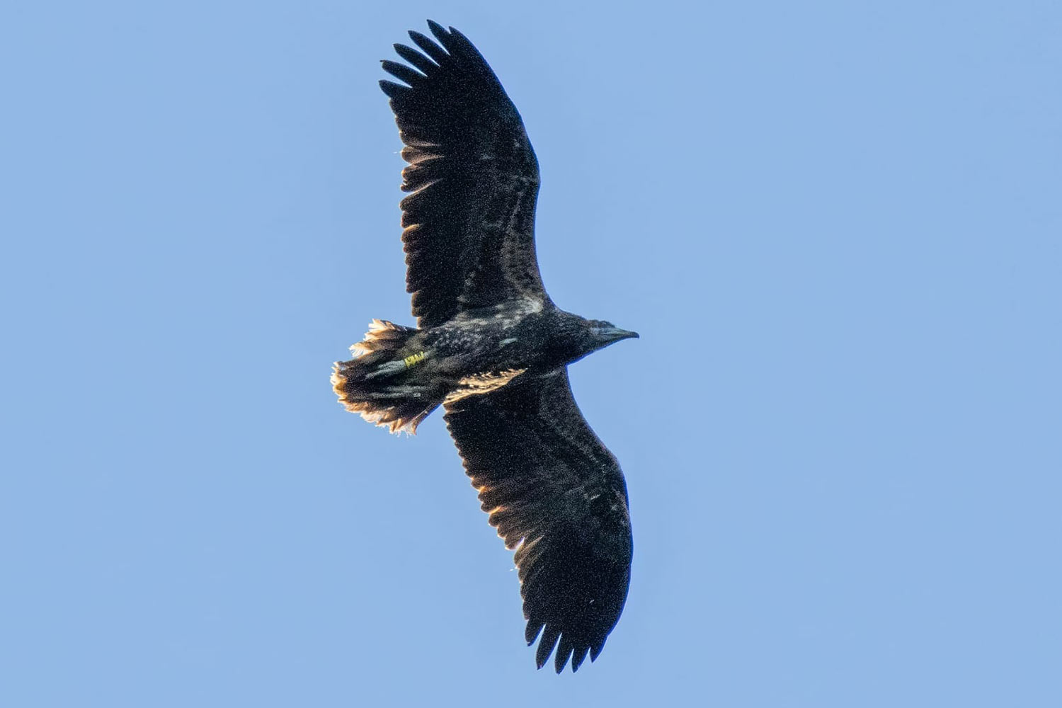 Alimoche Andrea (C1W) anillado en Casares en 2023