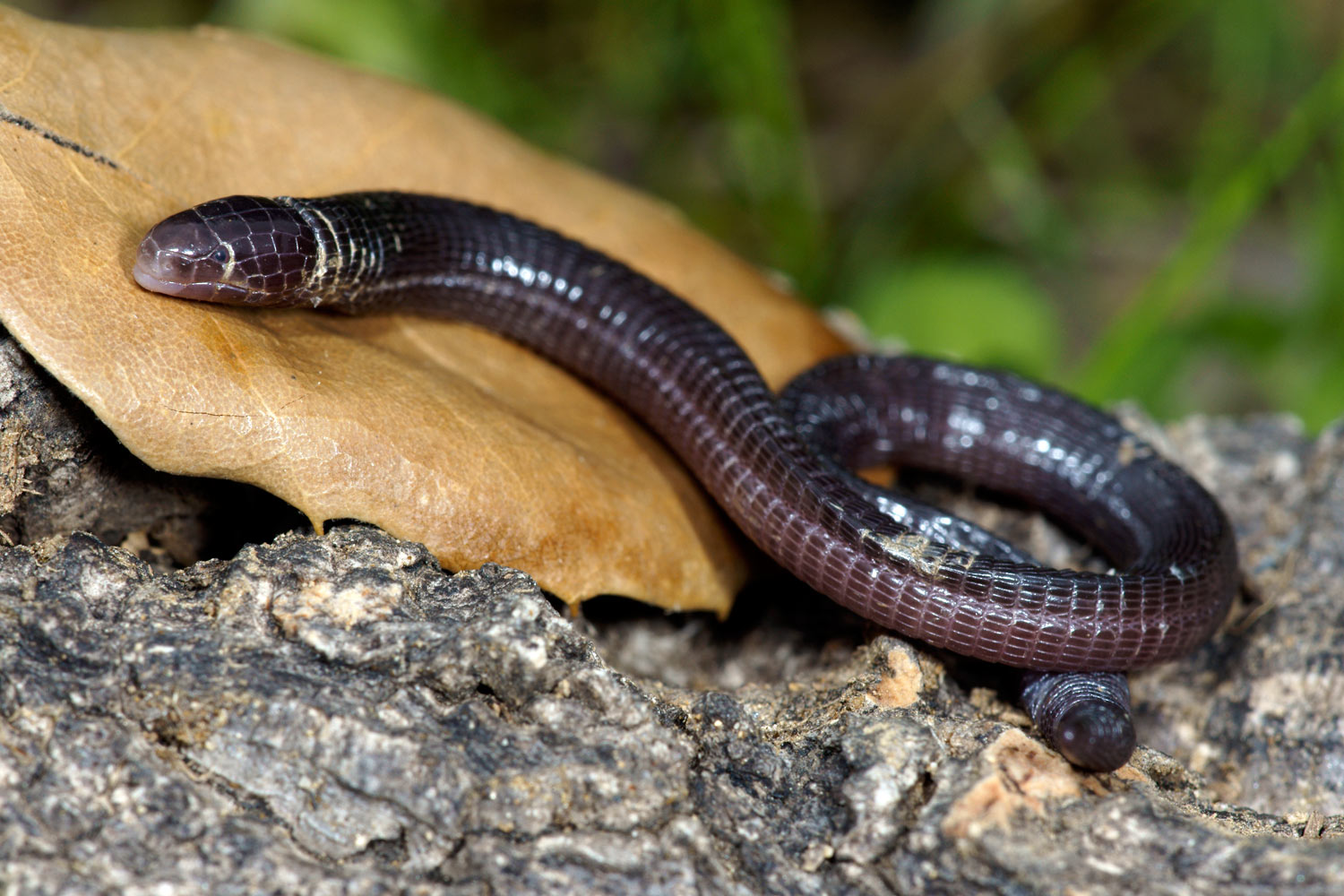 Culebrilla ciega. Blanus sp. (Fotografía: Ismael Pérez)