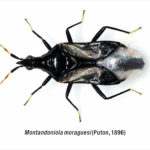 Montandoniola moraguesi (Punton, 1896) (Fotografía: Ismael Pérez - Grunsber)