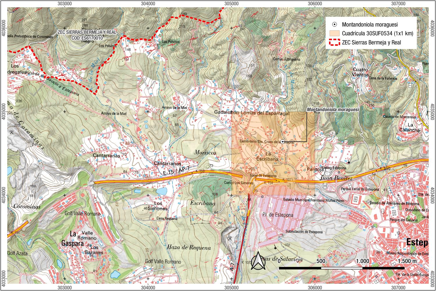 Localización Montandoniola moraguesi en Estepona