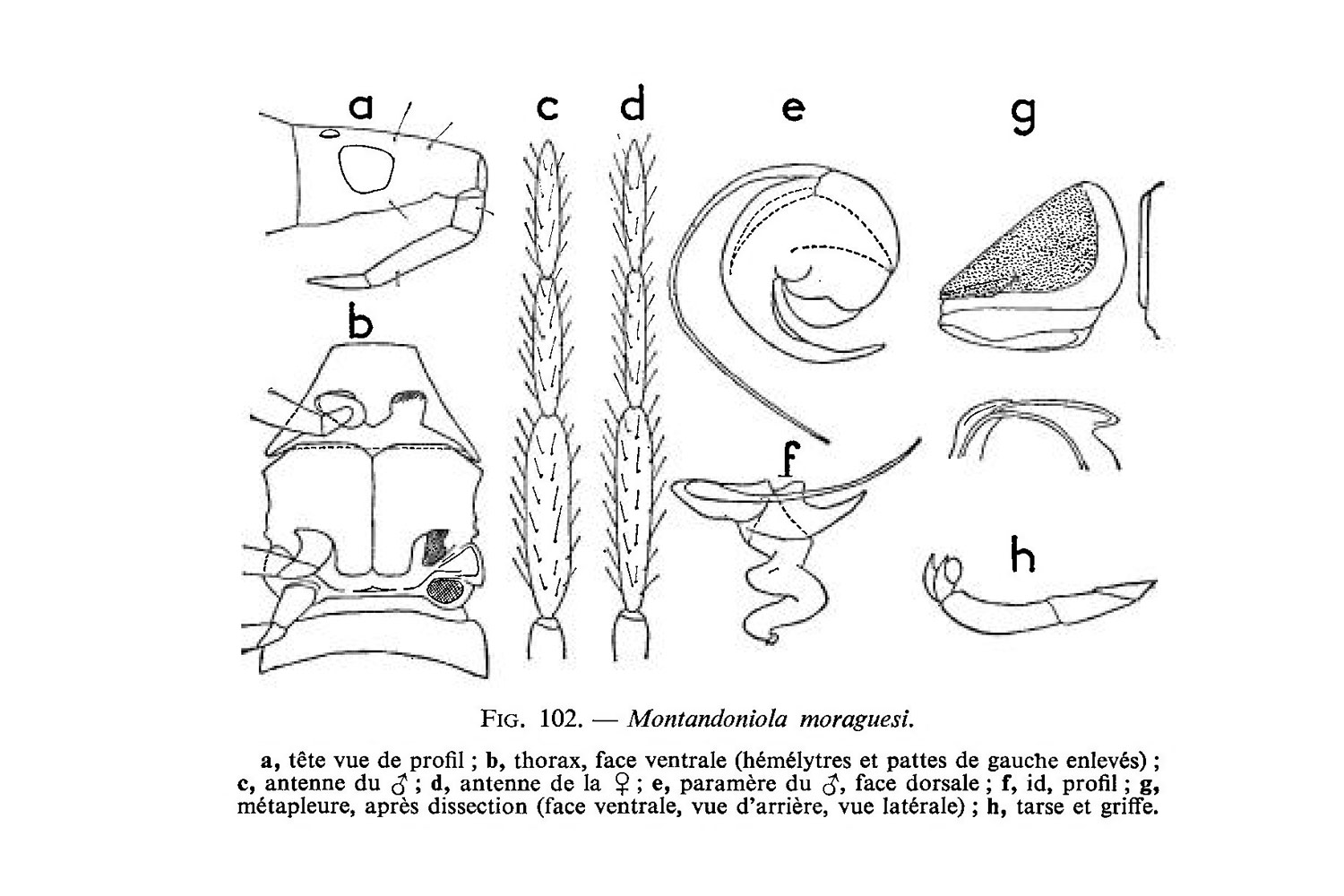 Morfología de Montadoniola moraguesi (Pericart, 1972)