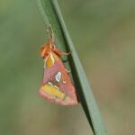 Axia margarita (Hübner, 1813) (Fotografía: José Aragón Bracho)