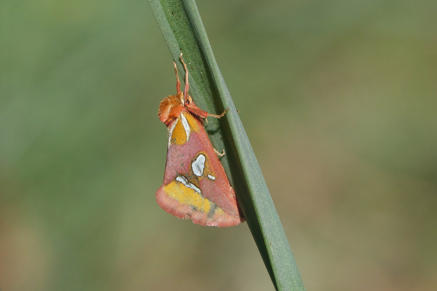 Primera cita en Málaga de la llamativa mariposa Axia margarita (Hübner, 1813)