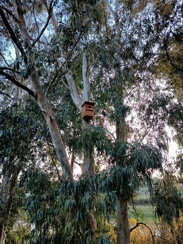 Grunsber instala cajas nido para autillos y murciélagos en la ribera del río Guadalmansa (Estepona)