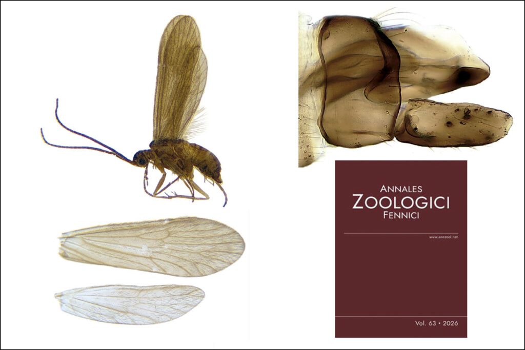 Agapetus quinonesi González & Martínez, sp. nov.