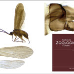 Agapetus quinonesi González & Martínez, sp. nov.