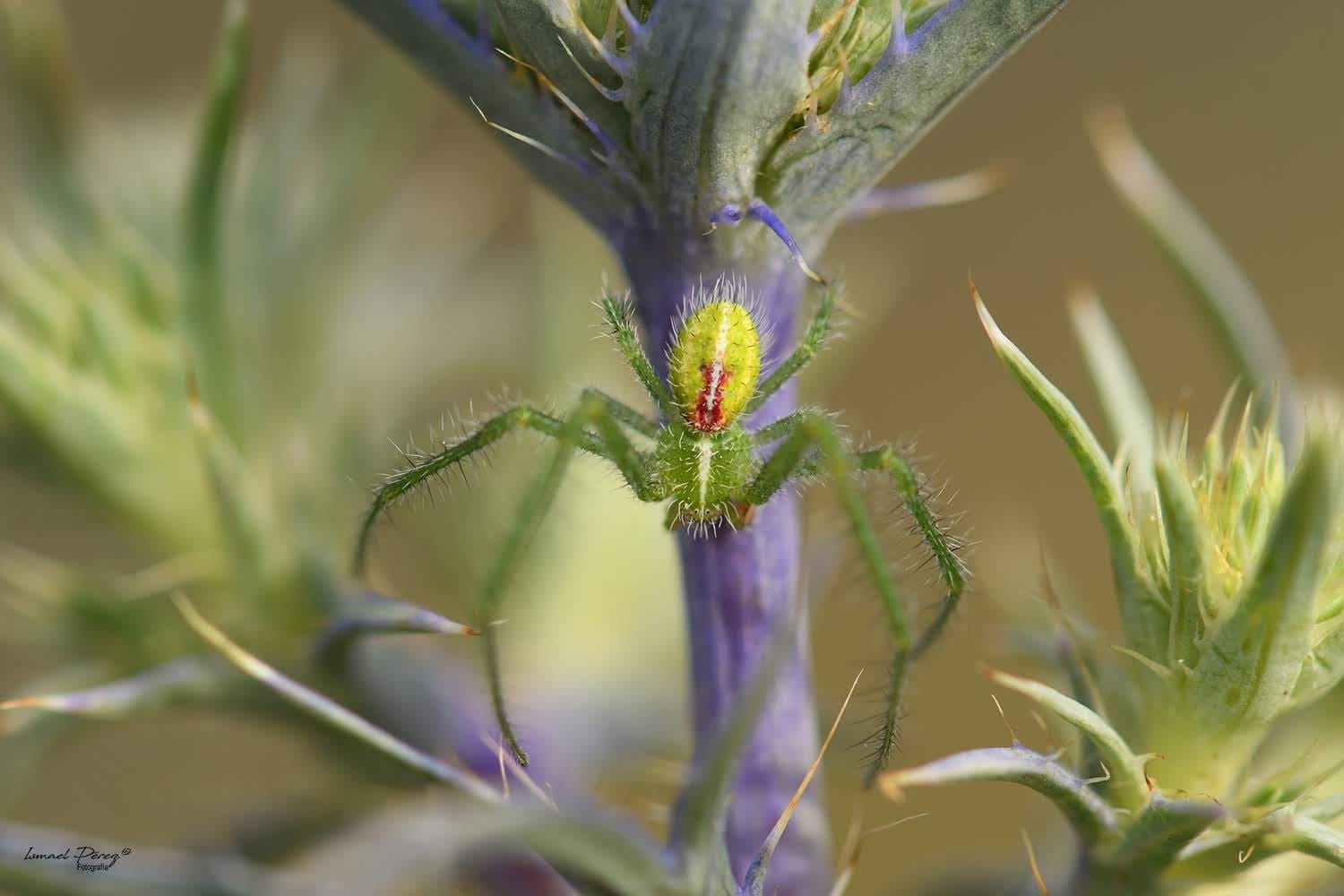 Dos citas de la araña Heriaeus oblongus Simon, 1918 (Araneae: Thomisidae) en la provincia de Málaga