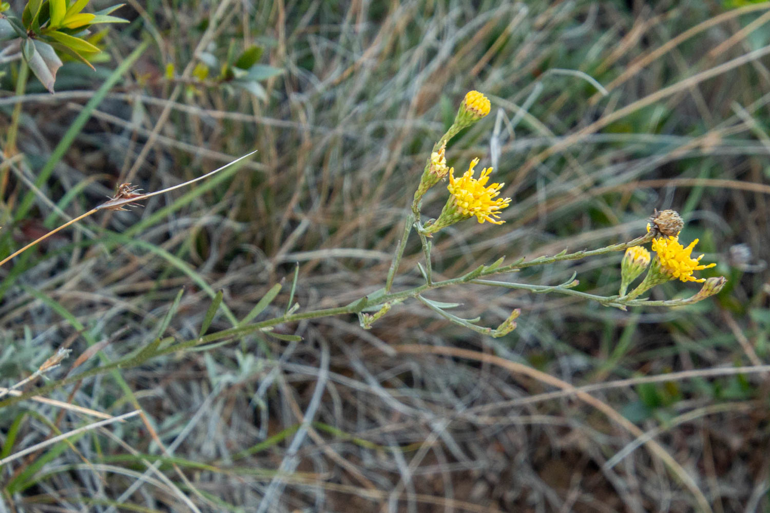Galatella malacitana. Sierra Bermeja. (Fotografía: Javier Martos)